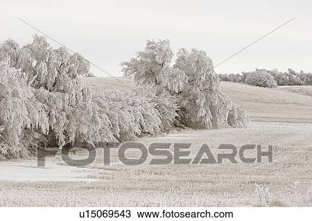 canada, frostcovered, saskatchewan, scenic, trees, hoar View Large Photo Image Stock Image - canada, frostcovered, saskatchewan, scenic, trees, hoar. Fotosearch