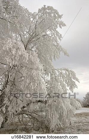 Stock Image - canada, frostcovered, saskatchewan, scenic, trees, hoar. Fotosearch