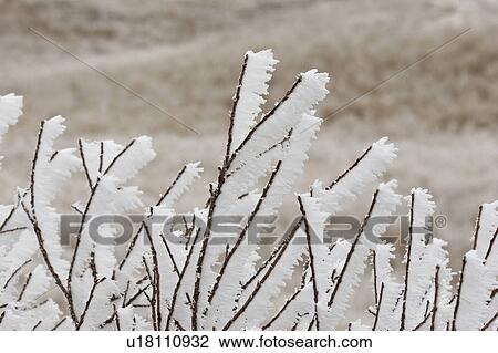 canada, frostcovered, saskatchewan, scenic, branches, hoar View Large Photo Image Stock Image - canada, frostcovered, saskatchewan, scenic, branches, hoar. Fotosearch