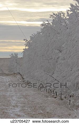 canada, frostcovered, saskatchewan, scenic, trees, hoar View Large Photo Image Stock Photo - canada, frostcovered, saskatchewan, scenic, trees, hoar. Fotosearch
