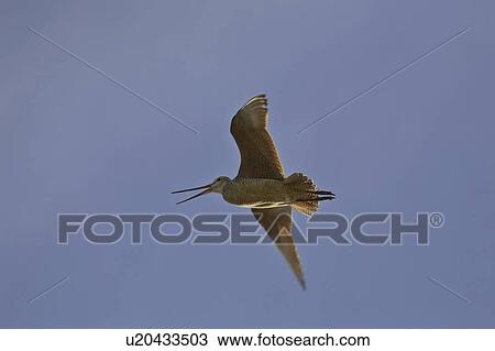 canada, godwit, saskatchewan, scenic, flight, marbled View Large Photo Image Stock Image - canada, godwit, saskatchewan, scenic, flight, marbled. Fotosearch