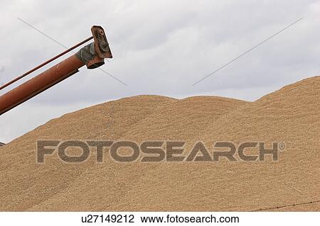 Stock Image - canada, grain, saskatchewan, scenic, auger, excess. Fotosearch