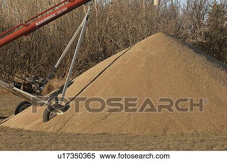 canada, grain, saskatchewan, scenic, auger, excess View Large Photo Image Stock Photography - canada, grain, saskatchewan, scenic, auger, excess. Fotosearch
