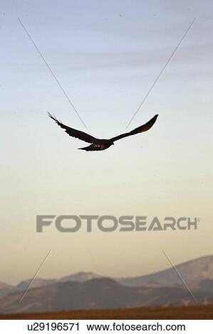 canada, hawk, alberta, southwestern, flight, swainsons View Large Photo Image Stock Image - canada, hawk, alberta, southwestern, flight, swainsons. Fotosearch