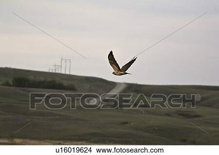Picture - canada, hawk, saskatchewan, scenic, flight, swainsons. Fotosearch