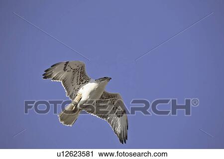 Stock Image - canada, hawk, saskatchewan, scenic, flight, ferruginous. Fotosearch