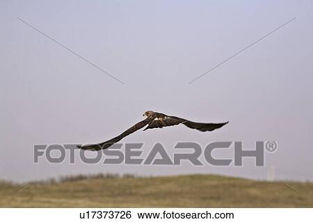 Stock Photograph - canada, hawk, saskatchewan, scenic, flight, swainsons. Fotosearch