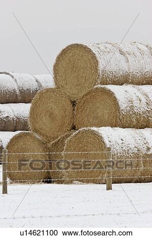 canada, hay, saskatchewan, scenic, bales, stacked View Large Photo Image Stock Image - canada, hay, saskatchewan, scenic, bales, stacked. Fotosearch