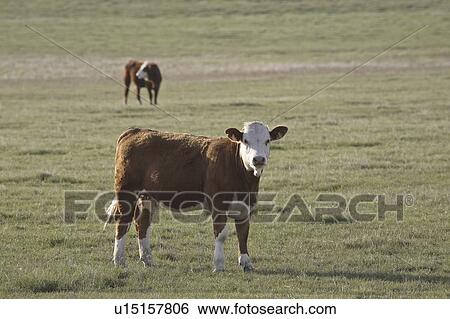canada, heifer, saskatchewan, scenic, pasture, hereford View Large Photo Image Stock Photograph - canada, heifer, saskatchewan, scenic, pasture, hereford. Fotosearch
