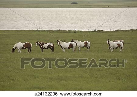 canada, horses, saskatchewan, scenic, pasture, pinto View Large Photo Image Stock Photograph - canada, horses, saskatchewan, scenic, pasture, pinto. Fotosearch