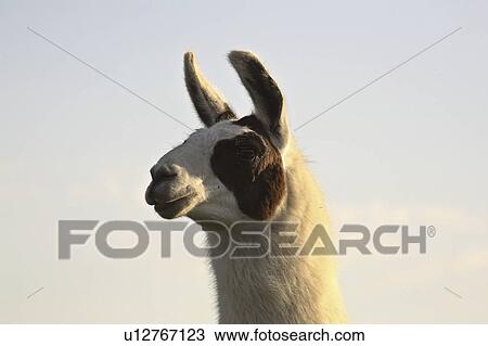 canada, llama, saskatchewan, scenic, sunset, closeup View Large Photo Image Stock Image - canada, llama, saskatchewan, scenic, sunset, closeup. Fotosearch