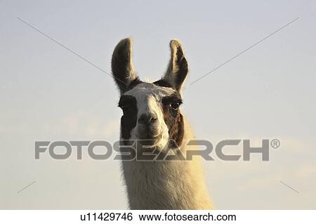 canada, llama, saskatchewan, scenic, sunset, closeup View Large Photo Image Stock Photograph - canada, llama, saskatchewan, scenic, sunset, closeup. Fotosearch