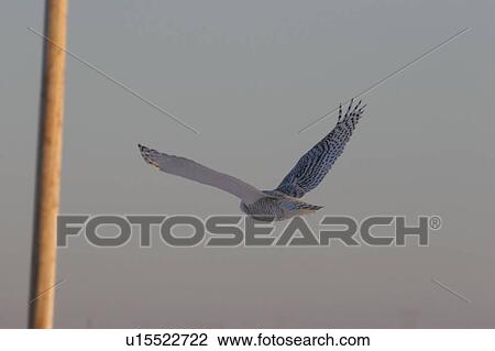canada, owl, saskatchewan, scenic, flight, snowy View Large Photo Image Stock Image - canada, owl, saskatchewan, scenic, flight, snowy. Fotosearch