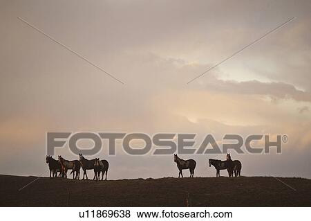 canada, ridge, saskatchewan, scenic, sunset, horses View Large Photo Image Stock Photo - canada, ridge, saskatchewan, scenic, sunset, horses. Fotosearch