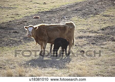 canada, suckling, saskatchewan, scenic, mother, calf View Large Photo Image Stock Image - canada, suckling, saskatchewan, scenic, mother, calf. Fotosearch