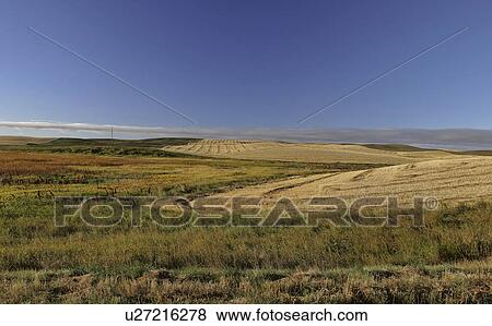 Stock Photo - canada, swathed, saskatchewan, scenic, grain, rows. Fotosearch