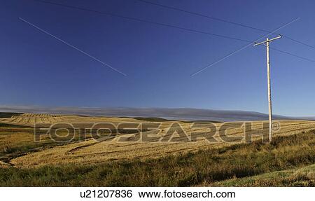 Stock Photograph - canada, swathed, saskatchewan, scenic, grain, rows. Fotosearch