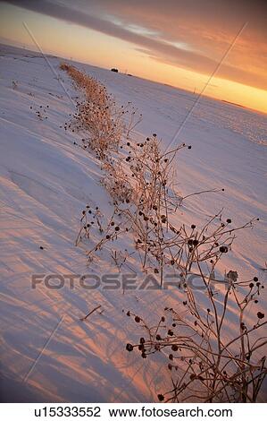 canada, view, saskatchewan, scenic, sunset, winter View Large Photo Image Stock Image - canada, view, saskatchewan, scenic, sunset, winter. Fotosearch