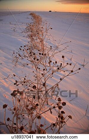 Stock Image - canada, view, saskatchewan, scenic, sunset, winter. Fotosearch