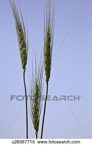 Stock Photography - canada, wheat, saskatchewan, scenic, heads, ripening. Fotosearch