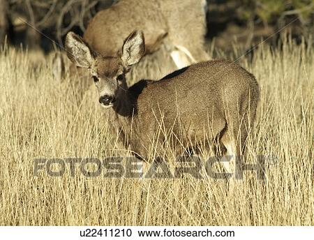 Stock Image - canyon, utah, young, usa, bryce. Fotosearch