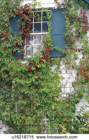cavendish, ivy, house, gables, green, window View Large Photo Image Stock Photography - cavendish, ivy, house, gables, green, window. Fotosearch