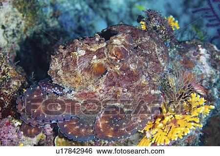Stock Photograph - cephalopod, cyanea, large, reef, camouflaged, octopus. Fotosearch