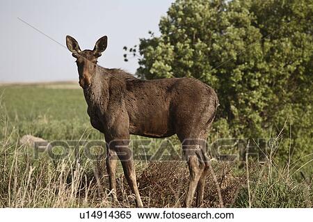 cervidae, alces, members, distinguished, americanus, moose View Large Photo Image Stock Photography - cervidae, alces, members, distinguished, americanus, moose. Fotosearch