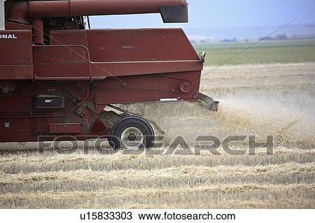 chaff, work, canada, saskatchewan, scenic, combine View Large Photo Image Stock Image - chaff, work, canada, saskatchewan, scenic, combine. Fotosearch