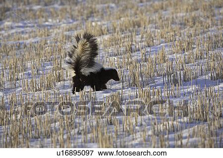 characterized, skunk, mustelidae, family, mephitis, striped View Large Photo Image Stock Photo - characterized, skunk, mustelidae, family, mephitis, striped. Fotosearch