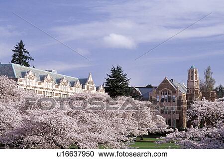 Stock Image - cherry, washington, quadrangle, arts, liberal, university. Fotosearch