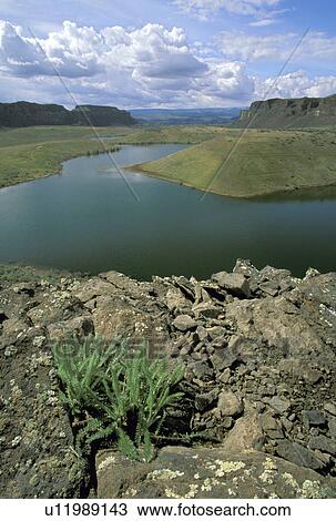 cliff, column, washington, fern, ancient, area View Large Photo Image Stock Image - cliff, column, washington, fern, ancient, area. Fotosearch