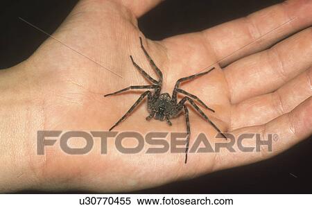 Stock Photography - closeup, web, hand, held, spider, nursery. Fotosearch