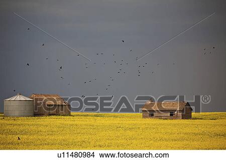 Picture - clouds, flying, dark, approaches, storm, blackbirds. Fotosearch