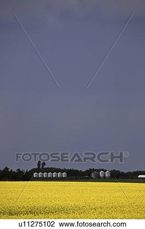 Stock Image - clouds, yellow, storm, canola, field, bright. Fotosearch