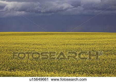 Stock Image - clouds, yellow, storm, canola, field, bright. Fotosearch