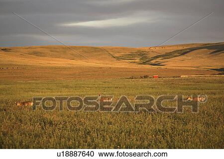 clover, mule, field, grazing, deer, three View Large Photo Image Stock Image - clover, mule, field, grazing, deer, three. Fotosearch