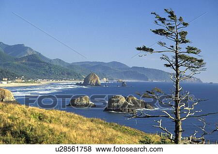 coastline, tree, ocean, ecola, town, scenic View Large Photo Image Stock Photo - coastline, tree, ocean, ecola, town, scenic. Fotosearch