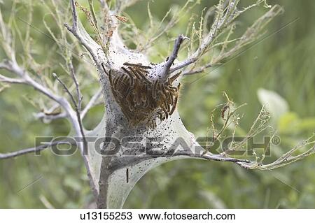 cocoon, caterpillars, canadacoon, saskatchewan, scenic, small View Large Photo Image Stock Image - cocoon, caterpillars, canadacoon, saskatchewan, scenic, small. Fotosearch