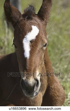 colt, scenic, marking, lighning, young View Large Photo Image Stock Photograph - colt, scenic, marking, lighning, young. Fotosearch
