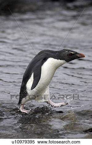 coming, penguin, birds, islands, falkland, rockhopper View Large Photo Image Stock Photography - coming, penguin, birds, islands, falkland, rockhopper. Fotosearch