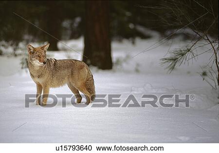 Stock Image - coyote, national, wolf, california, park, yosemite. Fotosearch