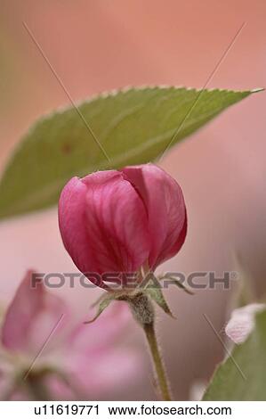 Stock Image - crabapple, saskatchewan, tree, blossum. Fotosearch