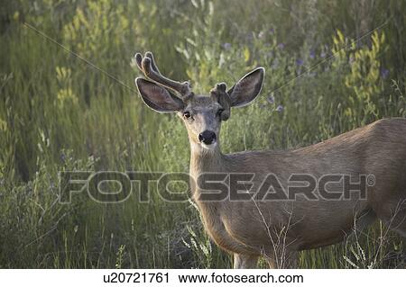 Stock Image - crane, mule, field, buck, deer, young. Fotosearch