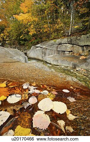 Stock Photograph - creek, autumn, side, puddle, leaves, fallen. Fotosearch