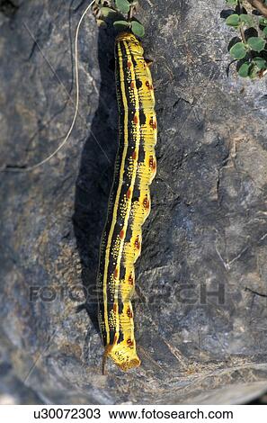 Stock Image - creek, moth, furnace, rock, caterpiller, sphinx. Fotosearch