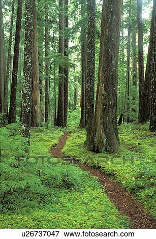 creek, mountains, county, old, tree, hiking View Large Photo Image Stock Photo - creek, mountains, county, old, tree, hiking. Fotosearch
