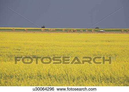 Stock Photograph - crop, saskatchewan, scenic, bloom, canola. Fotosearch