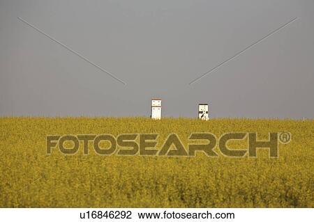 Stock Image - crop, saskatchewan, scenic, growing, canola. Fotosearch