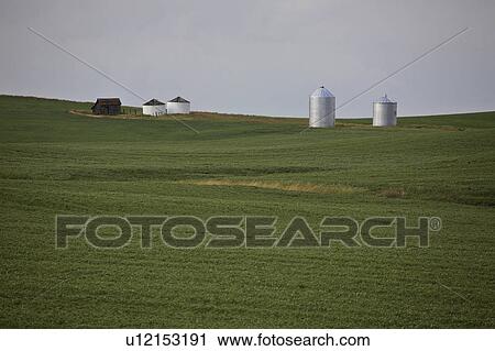crops, saskatchewan, scenic, growing, grain View Large Photo Image Stock Image - crops, saskatchewan, scenic, growing, grain. Fotosearch